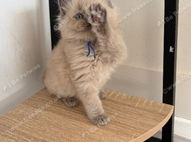 Last 2 stunning male ragdoll kittens