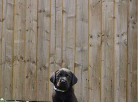 KG black Labrador puppies
