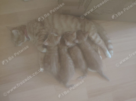 Ginger female kittens ready to go..