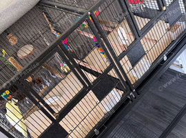 X4 budgies and cage
