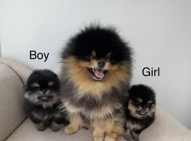 Exclusive Rare Black & Tan Pomeranian