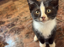 Tuxedo kitten