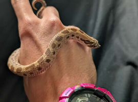 2025 Male anaconda Het Lav, Toffee,