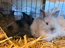 Double maned lionhead rabbits - 8 weeks old