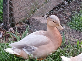 Apricot  Call Drake