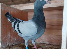 Racing pigeon youngsters available, 2026 bred in Eye