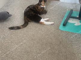 year and half year old cat