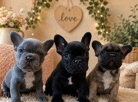 French bull dog boys