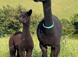 Alpaca Females with Cria at foot