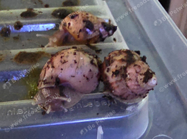 Giant African Land Snails For Sale