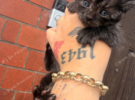Kittens for sale