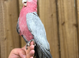 Gallah cockatoo