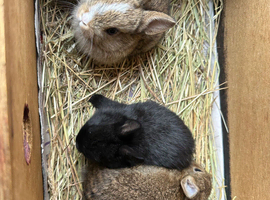 Lovely Netherland dwarf baby rabbits.