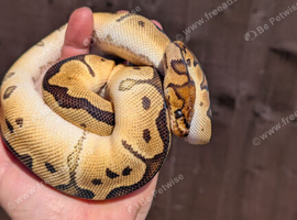 Orange dream clown