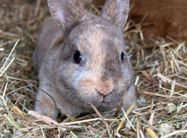 Stunning Mini Rex buck