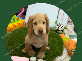 KC Registered Cocker Spaniel
