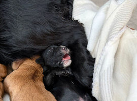 Cocker spaniel