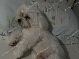 Male Maltese