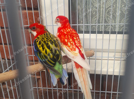 Beautiful breeding pair of rosella