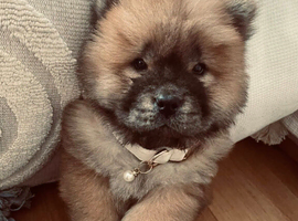 EXPECTED PUPPIES