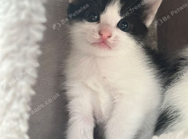 GORGEOUS BLACK & WHITE KITTENS FOR SALE