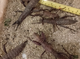 3 pairs of sub adult Eurycantha Calcarata stick insects