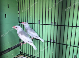 pair of pied Java sparrows