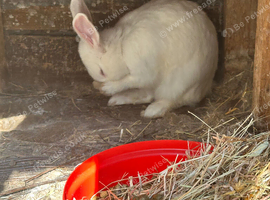 Rabbit Need a Rehome