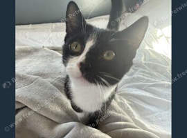 Gorgeous tuxedo cat