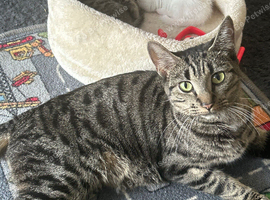 Kittens available
