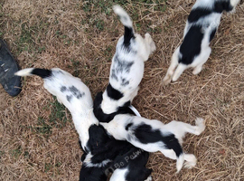 English springer spaniels puppies