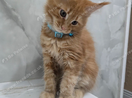 Beautiful GCCF Maine Coon kittens