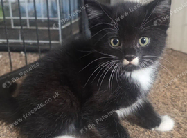 2x male black and white kittens ready to leave
