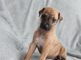 2 Brackenswift puppies available