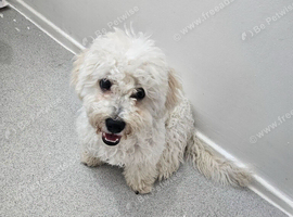Bichon for sale