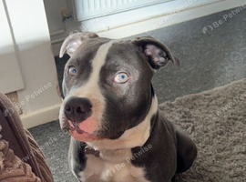 Kali 4 years old