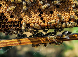 Buckfast bees. 10 frame colonies &pound;249. Quality honeybees.