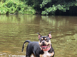 Pocket American bully