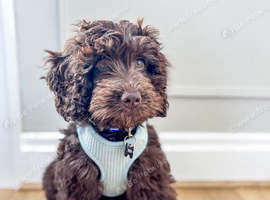 Cockapoo Puppy &ndash; Loving Home Needed
