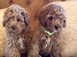 Toy poodle males
