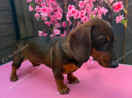 1 female teckel puppy for sale