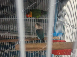 Open to reasonable offers proven pair of lovebirds