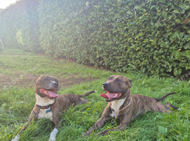 Staffy rehoming