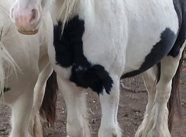 11.3hh mini cob 4yo gelding