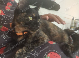 Beautifull Willow looking for a loving home.