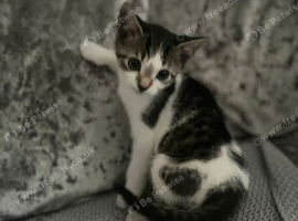 2 male kittens 10 weeks old