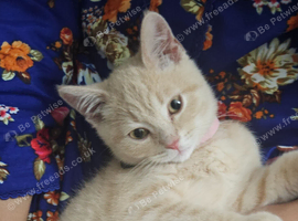 STUNNING CREAM BRITISH SHORTHAIR BOY &mdash; 12 WEEKS OLD