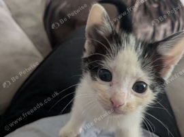 3 female black and white Kittens