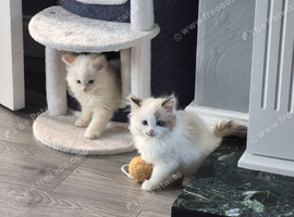 Red flame male and torti girl