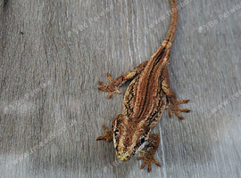 Gargoyle gecko male plus enclosure for sale